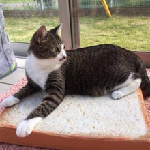 Load image into Gallery viewer, Toast Cat Pad